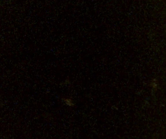 Trees in a forest is displayed on footage