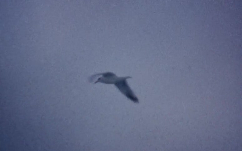 A white bird flying through the daytime sky