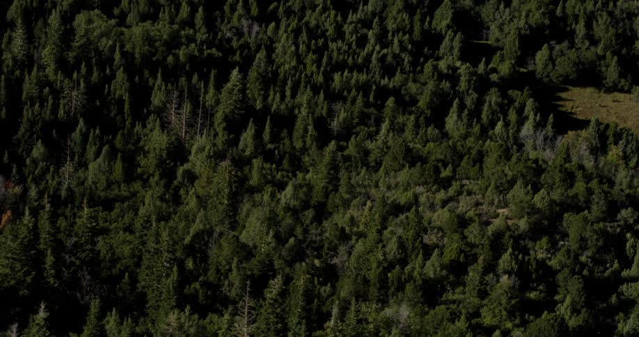 Aerial view of green fir trees during spring