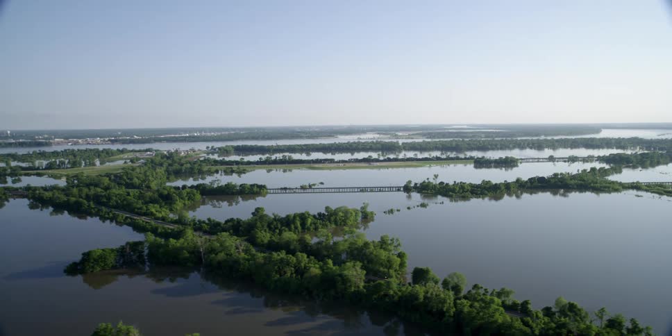 Aerial view of trees in a marsh