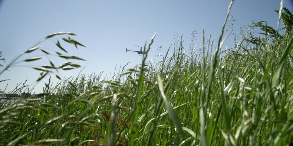 Grass and plants are displayed during midday