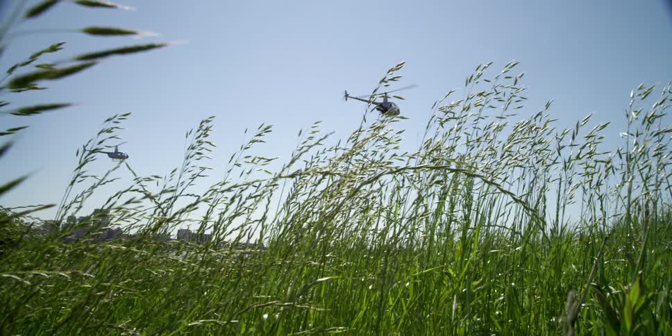 A plane flies over the tall grass