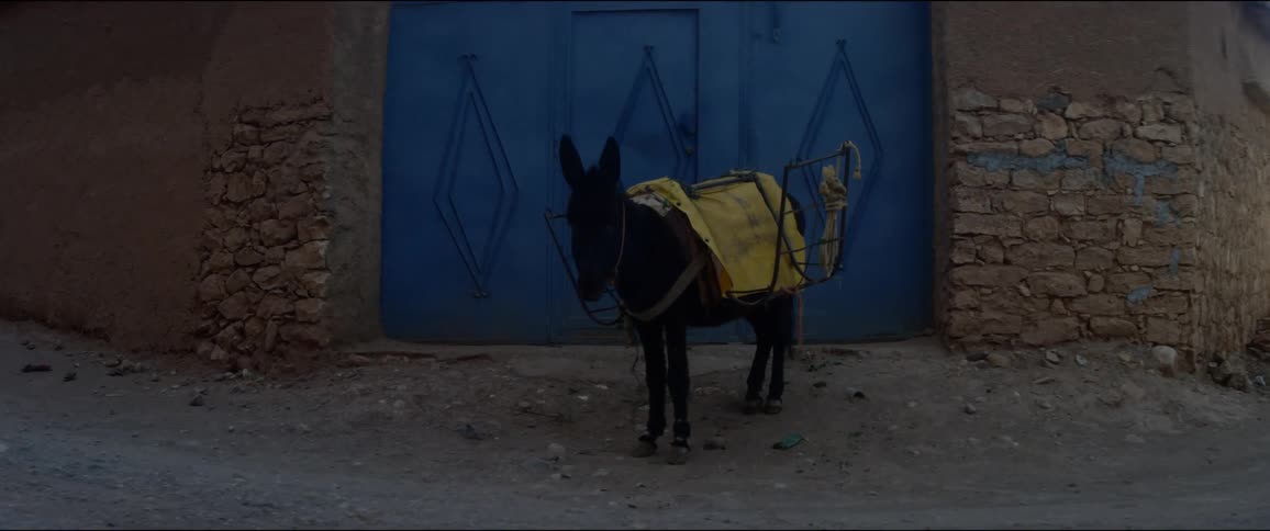 Sad blanket donkey wearing a metal carrier standing in front of blue gate