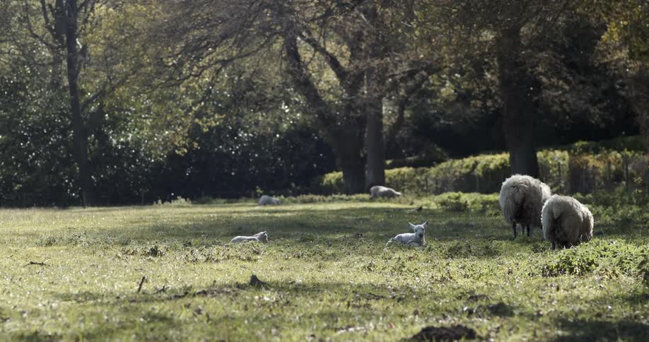 Herd of sheep grazes in the grass on a field