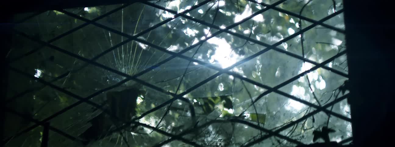 Outside the window is a large tree