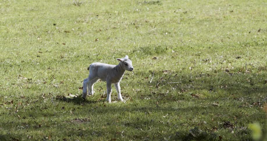 A baby Lamb stands up in the grass