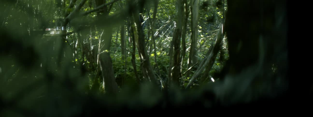 Bushes and trees grow in a dense forest