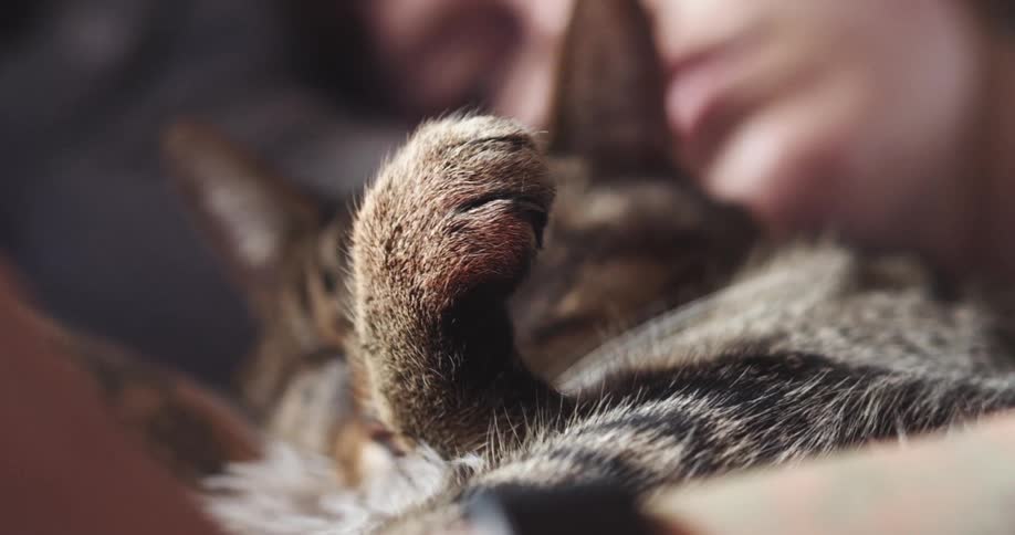Woman takes a nap with her pet cat on a couch