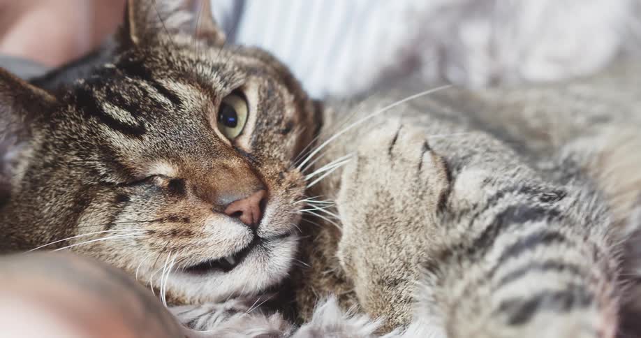 Sleeping cat wakes up and looks at the camera