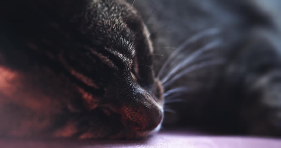 Striped cat lays on side sleeping soundly