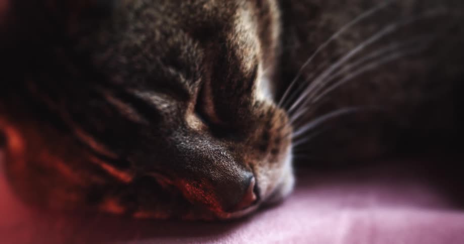 A close view of a house cat sleeping on a blanket during the day