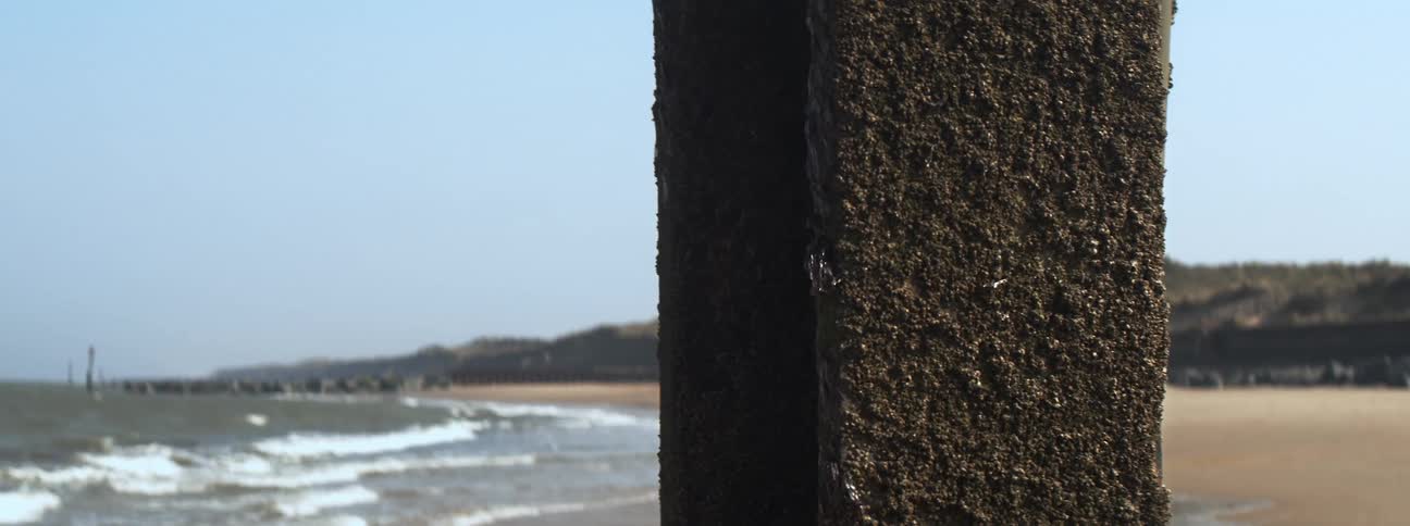 A wooden post with disgusting barnacles on it sits on a beach