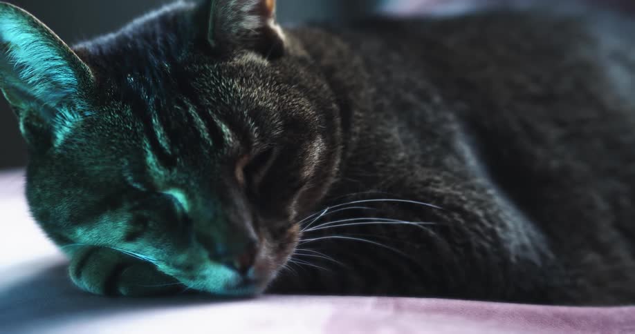 A cat lies on a sheet and naps
