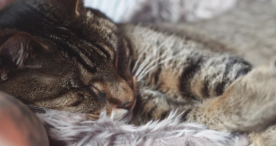 A sleeping cat shakes and curls its front paws up and hugs itself