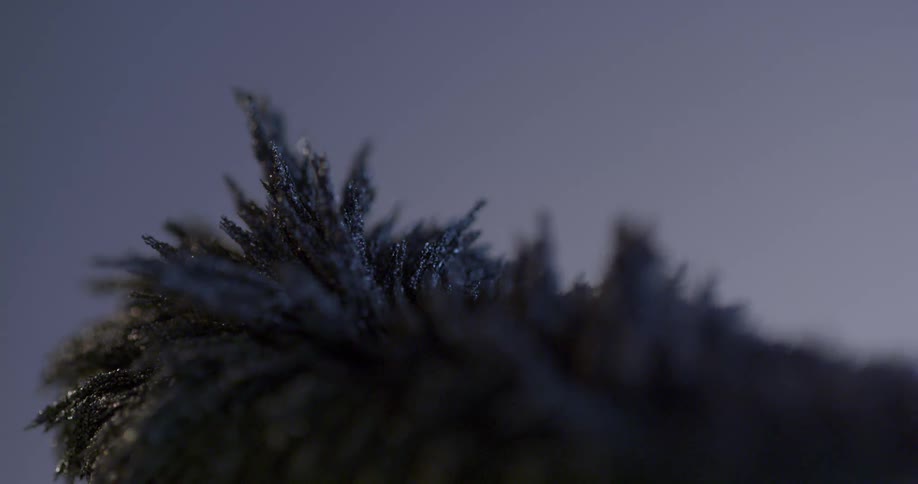 A close up of a tree branch is displayed