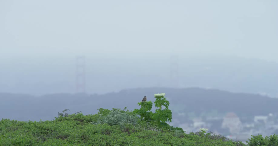 A bird perching on a plant with a town and a bridge in the background