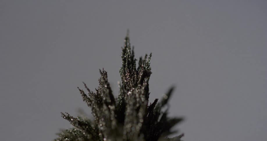 The top of a pine tree