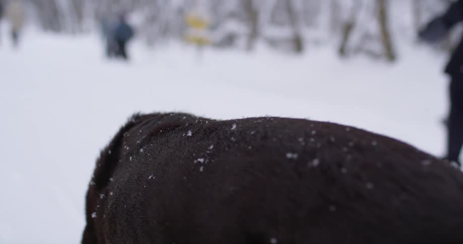 People are walking along a snow covered road with their dog while light snow is falling