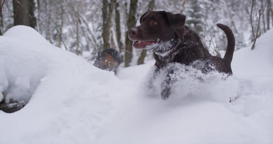 Two dogs jump around in the deep snow