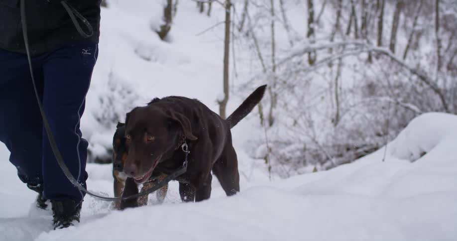 A man walks his dogs through the snow