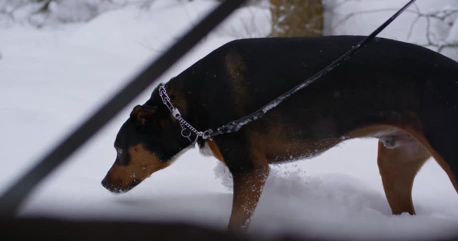 Dog wearing a leash is walking in the snow