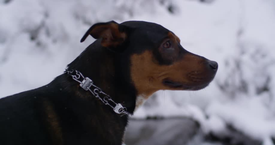 A dog stands outdoors during the winter