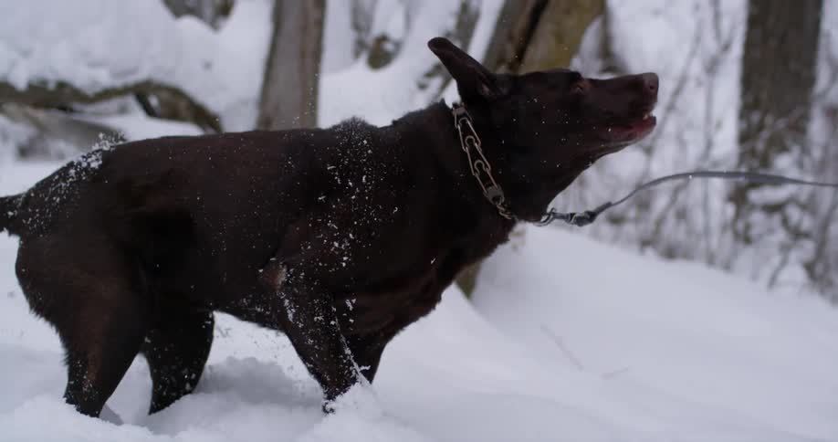 A dog scratches and shakes in the snow while on a leash