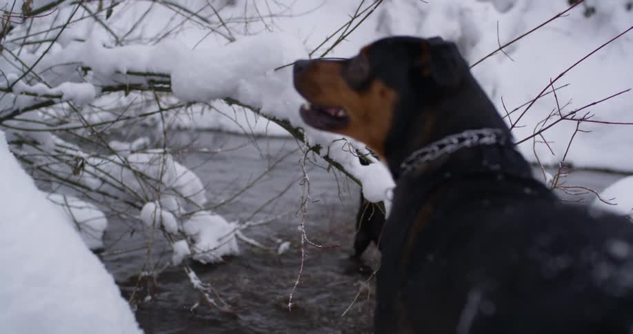 One dog plays in a river while another dog stands on the snowy bank