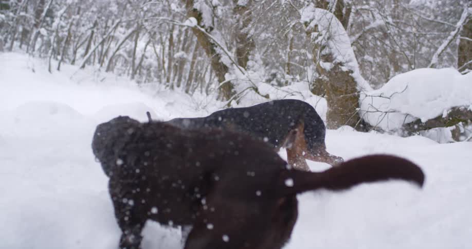 Two dogs run and shake off in the snow