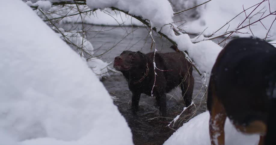 A dog in the river shakes off as another dog stands in the snow on the bank