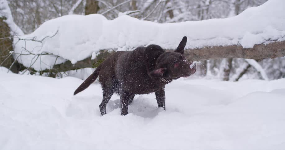 A dog shakes off snow as he walks through a snow covered forest