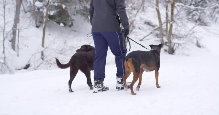 Man taking his dogs out for a walk in the snow