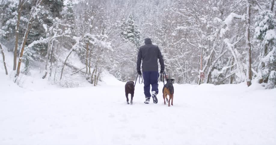 Man walking his dogs in the woods on fresh fallen snow