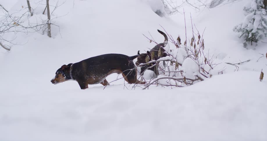 Labrador retrievers playing outdoors in fresh fallen snow
