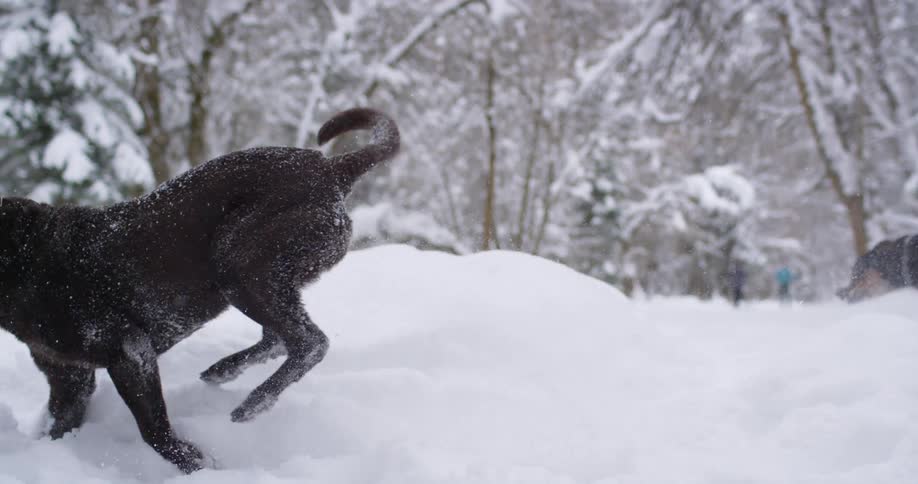 Two dogs run in the snow while two people stand off in the distance and watch them