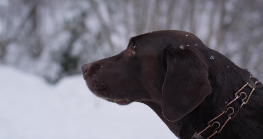 A chocolate lab wearing a chain collar looks up while standing in the snow