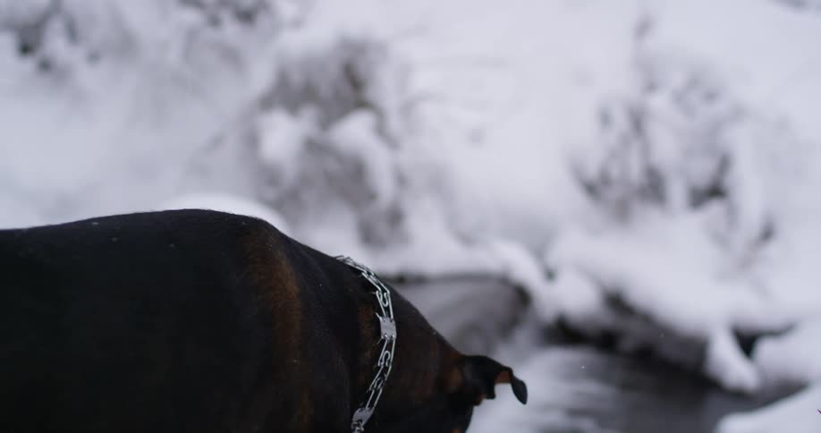 Dog stans near a river in the snow