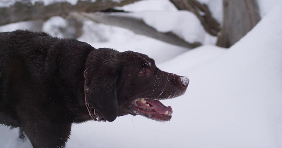 Happy dog walking through fresh fallen snow