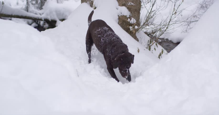 An excited dog digs in the snow outdoors