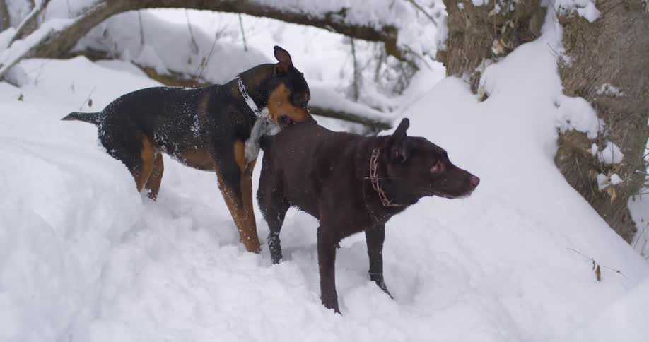 Two dogs play with each other in the snow