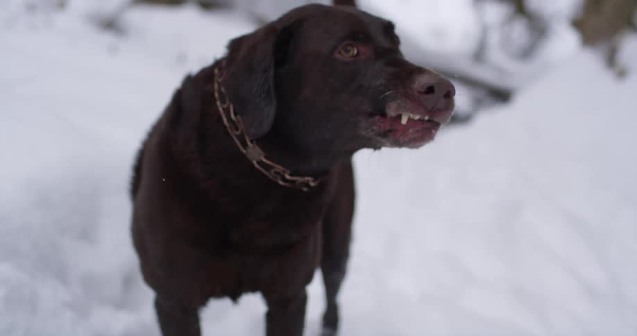 A dog plays outside in the snow