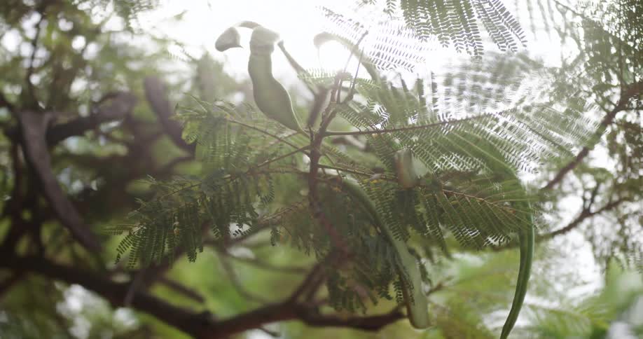 Green leaf of plants wave in the breeze