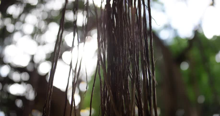 Vines hang in the forest on a sunny day