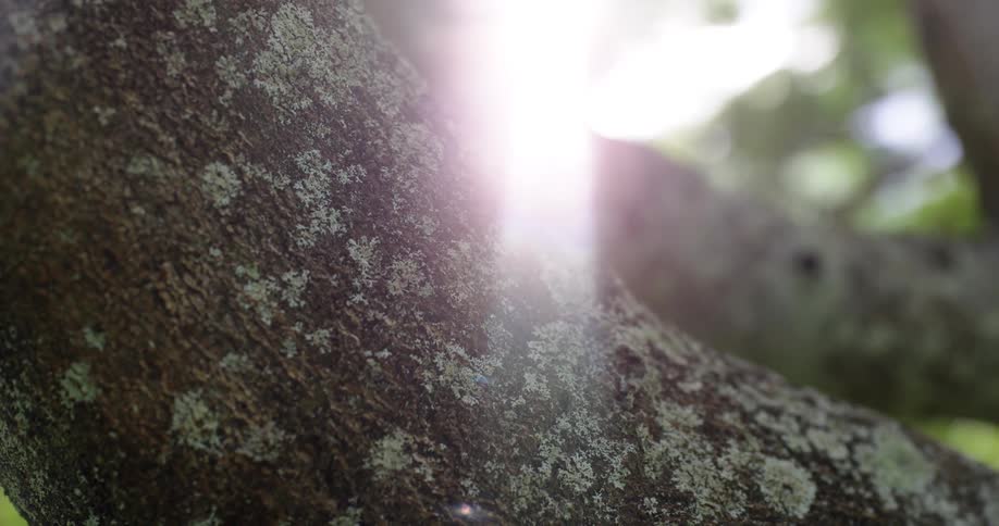 Sun glares across tree branches with grayish green and dark gray bark