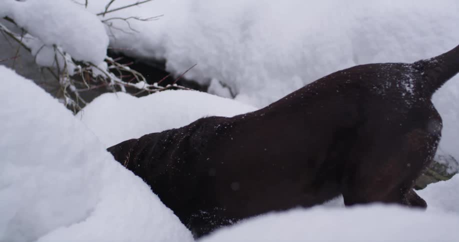 Black labrador dogs playing in the snow