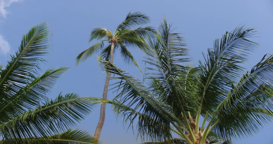 Worms eye view of the top of palm trees