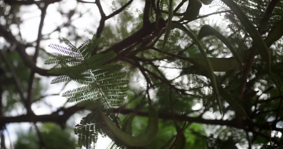 Green leaves of the tree sway lightly in the wind