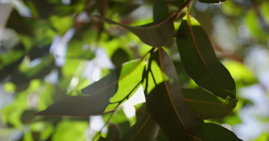 The sun shines and glares through green leaves on a bright blue sky day