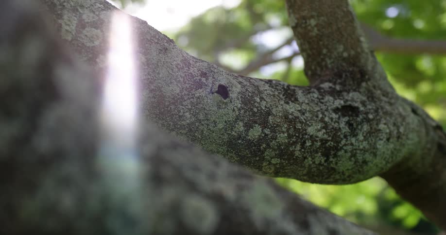 White flux covers tree bark on a tree in the forest
