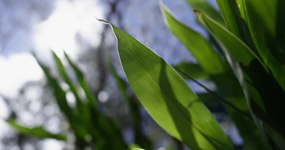 The sun shining down on leaves on a plant